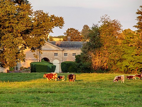 ROUSHAM_OXFORDSHIRE_EVENING_LIGHT_ON_THE_PARK_WITH_HOUSE_BEHIND_AND_LONGHORN_CATTLE_ENGLISH_COUNTRY_
