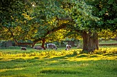ROUSHAM, OXFORDSHIRE: EVENING LIGHT ON THE PARK WITH LONGHORN CATTLE, ENGLISH, COUNTRY, GARDENS, WILLIAM KENT, AUGUST