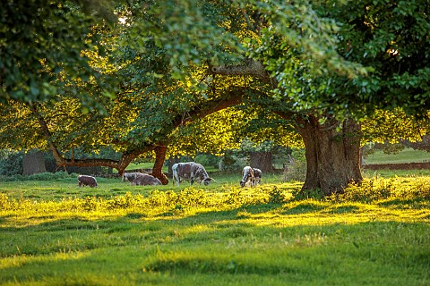ROUSHAM_OXFORDSHIRE_EVENING_LIGHT_ON_THE_PARK_WITH_LONGHORN_CATTLE_ENGLISH_COUNTRY_GARDENS_WILLIAM_K