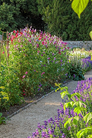 ROUSHAM_OXFORDSHIRE_THE_VEGETABLE_GARDEN_POTAGER_IN_THE_WALLED_GARDEN_SUMMER_JULY_SWEET_PEAS_PATH