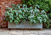 STOCKCROSS HOUSE, BERKSHIRE: METAL CONTAINER NEAR SWIMMING POOL PLANTED WITH PLACTRANTHUS ARGENTATUS, GERANIUM ROZANNE, POTS, CONTAINERS, SUMMER