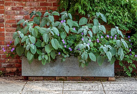 STOCKCROSS_HOUSE_BERKSHIRE_METAL_CONTAINER_NEAR_SWIMMING_POOL_PLANTED_WITH_PLACTRANTHUS_ARGENTATUS_G