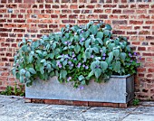 STOCKCROSS HOUSE, BERKSHIRE: METAL CONTAINER NEAR SWIMMING POOL PLANTED WITH PLACTRANTHUS ARGENTATUS, GERANIUM ROZANNE, POTS, CONTAINERS, SUMMER, WALL