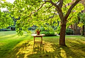 STOCKCROSS HOUSE, BERKSHIRE: TABLE WITH TERRACOTTA CONTAINER ON LAWN UNDERNEATH TREE, CATALPA BIGNONIOIDES AUREA, GOLDEN INDIAN BEAN TREE, SUMMER