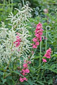 STOCKCROSS HOUSE, BERKSHIRE: PLANT COMBINATION, ASSOCIATION, WHITE PERSICARIA POLYMORPHA, PINK FLOWERS OF GIANT LARKSPUR ROSE QUEEN, PERENNIALS, ANNUALS, SUMMER