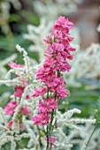 STOCKCROSS HOUSE, BERKSHIRE: PLANT COMBINATION, ASSOCIATION, WHITE PERSICARIA POLYMORPHA, PINK FLOWERS OF GIANT LARKSPUR ROSE QUEEN, PERENNIALS, ANNUALS, SUMMER