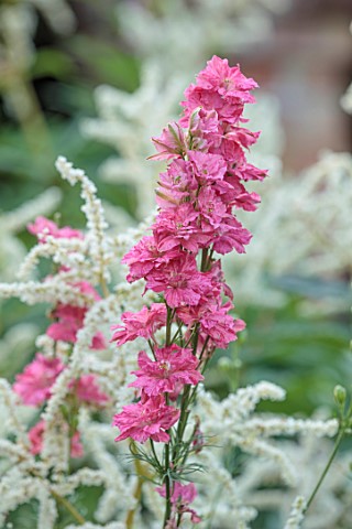 STOCKCROSS_HOUSE_BERKSHIRE_PLANT_COMBINATION_ASSOCIATION_WHITE_PERSICARIA_POLYMORPHA_PINK_FLOWERS_OF