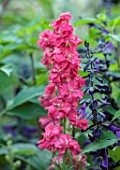 STOCKCROSS HOUSE, BERKSHIRE: PLANT COMBINATION, ASSOCIATION, PINK FLOWERS OF GIANT LARKSPUR ROSE QUEEN, PURPLE FLOWERS OF SALVIA AMISTAD, PERENNIALS, ANNUALS, SUMMER, SAGES