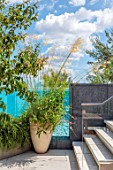 MAYFAIR PENTHOUSE GARDEN, LONDON, PLANTING ALASDAIR CAMERON: TERRACE, ROOF, STEPS, TERRACOTTA CONTAINER, STIPA GIGANTEA, SWIMMING POOL, HEPTACODIUM MICONIOIDES