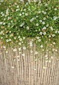 MAYFAIR PENTHOUSE GARDEN, LONDON, PLANTING DESIGN BY ALASDAIR CAMERON: CLOSE UP OF FLOWERS OF ERIGERON KARVINSKIANUS IN CONTAINER ON ROOF TERRACE