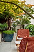 MAYFAIR PENTHOUSE GARDEN, LONDON, PLANTING DESIGN BY ALASDAIR CAMERON: ROOF TERRACE, BALCONY, RAISED BEDS, MAHONIA SOFT CARESS, MAPLES IN CONTAINERS, CHAIRS, SEATING