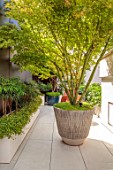 MAYFAIR PENTHOUSE GARDEN, LONDON, PLANTING DESIGN BY ALASDAIR CAMERON: ROOF TERRACE, BALCONY, RAISED BEDS, MAHONIA SOFT CARESS, MAPLES IN CONTAINERS, SOLEIROLIA SOLEIROLII