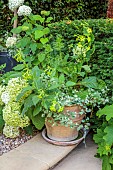 LONDON GARDEN DESIGNED BY ALASDAIR CAMERON: TERRACOTTA CONTAINER WITH HELICHRYSUM AND NICOTIANA LIME GREEN