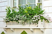 LONDON GARDEN DESIGNED BY ALASDAIR CAMERON: FRONT GARDEN, WINDOW BOX WITH YELLOW FLOWERS OF NICOTIANA LIME GREEN, HELICHRYSUM AND PELARGONIUMS