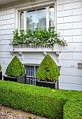 LONDON GARDEN DESIGNED BY ALASDAIR CAMERON: FRONT GARDEN, WINDOW BOX WITH YELLOW FLOWERS OF NICOTIANA LIME GREEN, HELICHRYSUM AND PELARGONIUMS, BOX