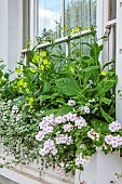 LONDON GARDEN DESIGNED BY ALASDAIR CAMERON: FRONT GARDEN, WINDOW BOX WITH YELLOW FLOWERS OF NICOTIANA LIME GREEN, HELICHRYSUM AND PELARGONIUMS
