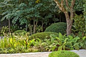 LONDON GARDEN DESIGNED BY MATT KEIGHTLEY: SHADY AREA, ACER RUFINERVE, TAXUS BACCATA DOMES, YEW, FERNS, DRYOPTERIS OFFICINIS, DRYOPTERIS ATRATA