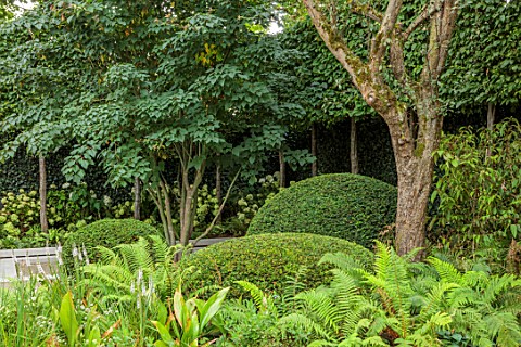 LONDON_GARDEN_DESIGNED_BY_MATT_KEIGHTLEY_SHADY_AREA_ACER_RUFINERVE_TAXUS_BACCATA_DOMES_YEW_FERNS_DRY