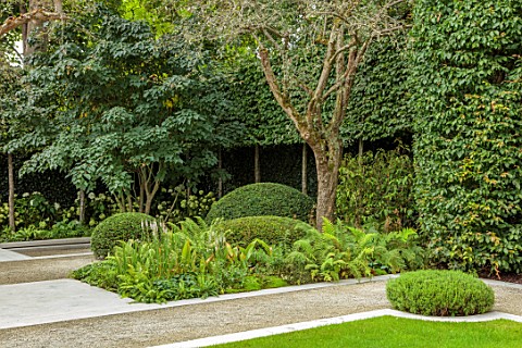 LONDON_GARDEN_DESIGNED_BY_MATT_KEIGHTLEY_SHADY_AREA_ACER_RUFINERVE_TAXUS_BACCATA_DOMES_YEW_FERNS_DRY