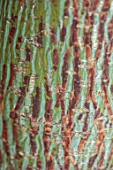 LONDON GARDEN DESIGNED BY MATT KEIGHTLEY: CLOSE UP ABSTRACT IMAGE OF BARK, TRUNK OF SNAKE BARK MAPLE, ACER RUFINERVE