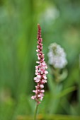 LONDON GARDEN DESIGNED BY MATT KEIGHTLEY: CLOSE UP OF RED, PINK FLOWERS OF PERSICARIA AMPLEXICAULIS