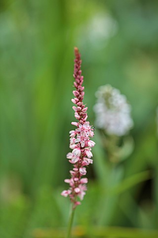 LONDON_GARDEN_DESIGNED_BY_MATT_KEIGHTLEY_CLOSE_UP_OF_RED_PINK_FLOWERS_OF_PERSICARIA_AMPLEXICAULIS