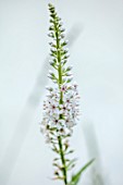 LONDON GARDEN DESIGNED BY MATT KEIGHTLEY: CLOSE UP PLANT PORTRAIT OF LYSIMACHIA EPHEMERUM, PERENNIALS, WHITE FLOWERS
