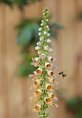 FULHAM GARDEN, LONDON, DESIGNER HARRY HOLDING - CLOSE UP OF BROWN, ORANGE, FLOWERS OF DIGITALIS FERRUGINEA, RUSTY FOXGLOVES, SPIKES, SPIRES, PERENNIALS, BEES, INSECTS
