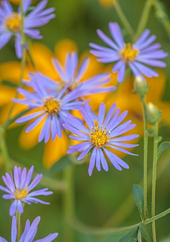 FULHAM_GARDEN_LONDON_DESIGNER_HARRY_HOLDING__CLOSE_UP_OF_YELLOW_BLUE_PINK_FLOWERS_OF_ASTER_X_FRIKART