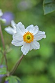 FULHAM GARDEN, LONDON, DESIGNER HARRY HOLDING: CLOSE UP OF WHITE FLOWERS OF ANEMONE WILD SWAN, HERBACEOUS, PERENNIALS, WINDFLOWER, FLOWERING