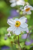 FULHAM GARDEN, LONDON, DESIGNER HARRY HOLDING: CLOSE UP OF WHITE FLOWERS OF ANEMONE WILD SWAN, HERBACEOUS, PERENNIALS, WINDFLOWER, FLOWERING