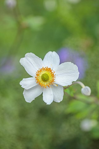 FULHAM_GARDEN_LONDON_DESIGNER_HARRY_HOLDING_CLOSE_UP_OF_WHITE_FLOWERS_OF_ANEMONE_WILD_SWAN_HERBACEOU