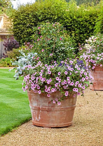 PRIVATE_GARDEN_GLOUCESTERSHIRE_DESIGN_ANGEL_COLLINS_CONTAINERS_SURFINIA_SWEET_PINK_SALVIA_DYSONS_JOY