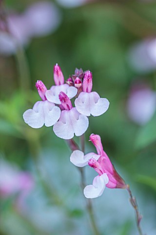 PRIVATE_GARDEN_GLOUCESTERSHIRE_DESIGNER_ANGEL_COLLINS_CLOSE_UP_PORTRAIT_OF_PINK_WHITE_FLOWERS_OF_SAL