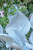 PRIVATE GARDEN GLOUCESTERSHIRE, DESIGNER ANGEL COLLINS: CLOSE UP PORTRAIT OF SILVER, GREY LEAVES OF SENECIO CANDICANS ANGEL WINGS, EVERGREENS, PERENNIALS