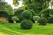 ADMINGTON HALL, WARWICKSHIRE: TOPIARY GARDEN, CLIPPED YEW, TAXUS, HEDGES, HEDGING, TERRACOTTA CONTAINERS WITH HYDRANGEA ARBORESCENS ANNABELLE