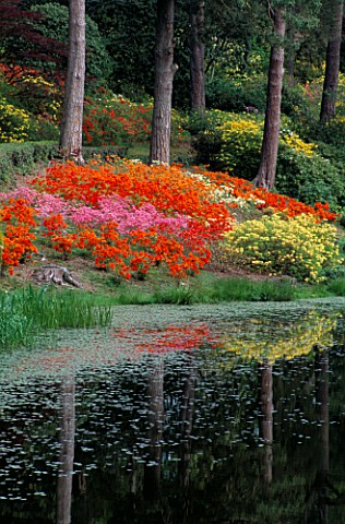 DAZZLING_MAY_DISPLAY_OF_AZALEAS_BY_THE_LAKE_AT_LEONARDSLEE_SUSSEX