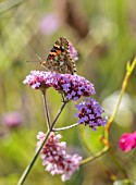 SILVER STREET FARM, DEVON: SEPTEBER, CLOSE UP OF PURPLE FLOWERS OF VERBENA BONARIENSIS WITH RED ADMIRAL BUTTERFLY, INSECTS, SUMMER
