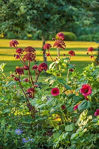 SILVER_STREET_FARM_DEVON_SEPTEMBER_CLOSE_UP_OF_PURPLE_RED_FLOWERS_OF_ANGELICA_GIGAS_HERBACEOUS_PEREN