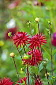SILVER STREET FARM, DEVON: SEPTEMBER, CLOSE UP OF RED, FLOWERS OF DAHLIA SELINA, HERBACEOUS, PERENNIALS