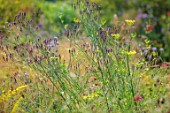 SILVER STREET FARM, DEVON: SEPTEMBER, CLOSE UP OF BLUE, PURPLE, FLOWERS OF VERBENA HASTATA, YELLOW FLOWERS OF FENNEL, SUMMER, AMERICAN BLUE VERVAIN, HERBACEOUS, PERENNIALS