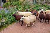 SILVER STREET FARM, DEVON, DESIGNER ALASDAIR CAMERON: SHEEP BESIDE BORDERS IN FRONT OF THE HOUSE, ANIMALS