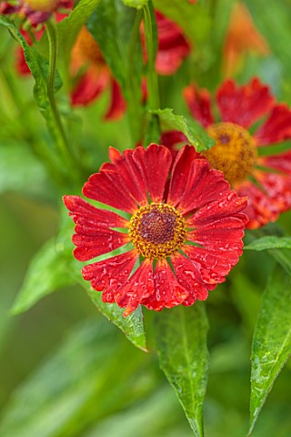 MORTON_HALL_WORCESTERSHIRE_CLOSE_UP_PORTRAIT_OF_DARK_RED_FLOWERS_OF_HELENIUM_INDIAN_SUMMER_PERENNIAL