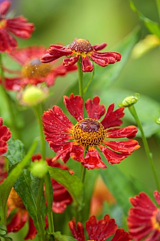 MORTON_HALL_WORCESTERSHIRE_CLOSE_UP_PORTRAIT_OF_DARK_RED_FLOWERS_OF_HELENIUM_INDIAN_SUMMER_PERENNIAL