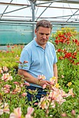 PRIMROSE HALL PEONIES, BEDFORDSHIRE: OWNER ALEC WHITE IN THE GREENHOUSE WITH HIS ALSTROEMERIA COLLECTION, SUMMER