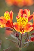 PRIMROSE HALL PEONIES, BEDFORDSHIRE: CLOSE UP PLANT PORTRAIT OF RED, YELLOW, ORANGE FLOWERS OF ALSTROEMERIA INDIAN SUMMER, PERENNIALS