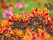 PRIMROSE HALL PEONIES, BEDFORDSHIRE: CLOSE UP PLANT PORTRAIT OF RED, YELLOW, ORANGE FLOWERS OF ALSTROEMERIA INDIAN SUMMER, PERENNIALS