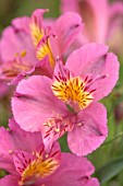 PRIMROSE HALL PEONIES, BEDFORDSHIRE: CLOSE UP PLANT PORTRAIT OF PINK, YELLOW FLOWERS OF ALSTROEMERIA LITTLE MISS JUNE
