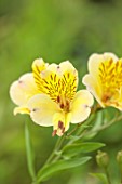 PRIMROSE HALL PEONIES, BEDFORDSHIRE: CLOSE UP PLANT PORTRAIT OF YELLOW FLOWERS OF ALSTROEMERIA FRIENDSHIP
