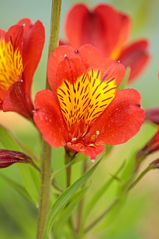 PRIMROSE_HALL_PEONIES_BEDFORDSHIRE_CLOSE_UP_PLANT_PORTRAIT_OF_RED_YELLOW_FLOWERS_OF_ALSTROEMERIA_LUC